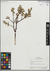Foto von Salix pseudolapponum Seemen